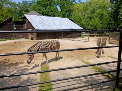 6.B v ZOO